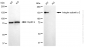 KO Validated Anti-Integrin Subunit Alpha 2 Rabbit Monoclonal Antibody